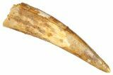 Huge, Fossil Pterosaur (Siroccopteryx) Tooth - Morocco #274343-1